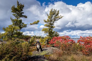 dog enjoying the fall colours clipart