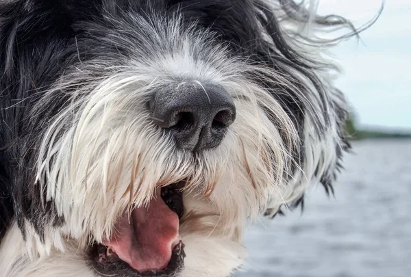 köpek burun