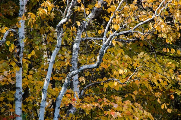 秋の白樺並木 — ストック写真