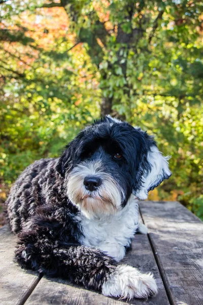 Cão que põe em uma mesa de piquenique — Fotografia de Stock