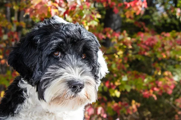 Sonbaharda Portekiz Su Köpeğinin Portresi
