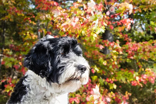 Retrato de um cão aquático português no Outono — Fotografia de Stock