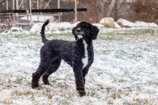 Portugues Water Dog Cachorro Jugando Nieve —  Fotos de Stock