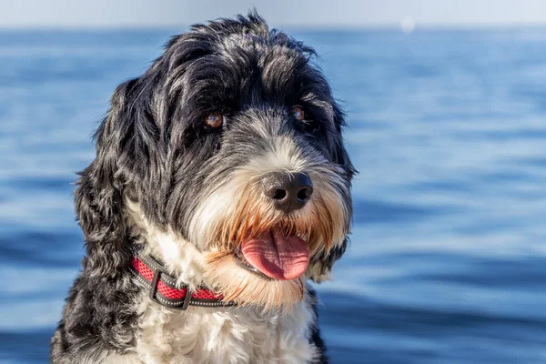 Portekiz su köpeği