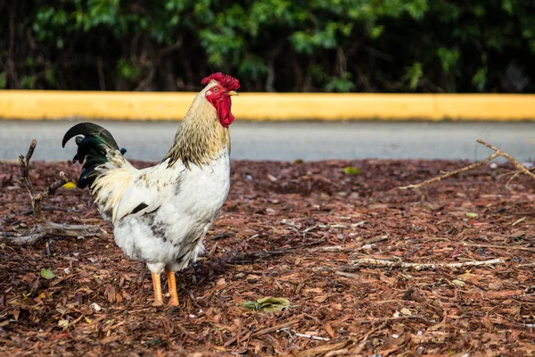 Rooster in the parking lot