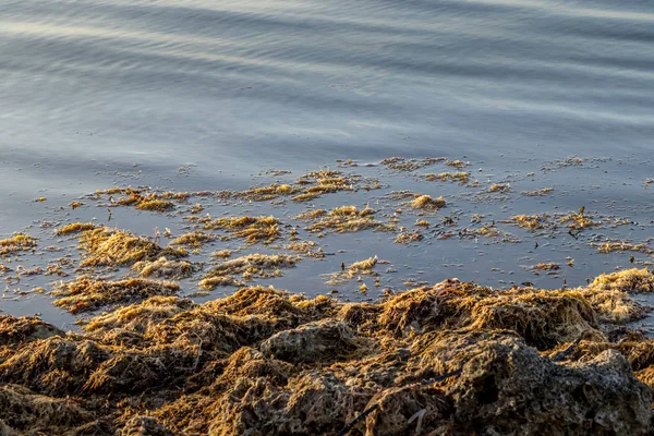 Algen am Strand von Key Largo, Florida — Stockfoto