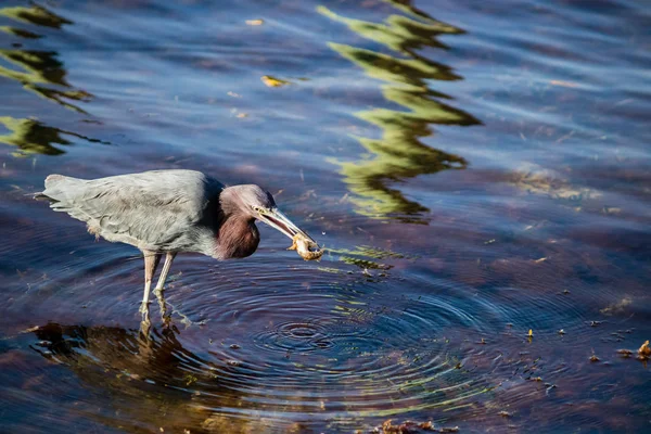 Üç renkli balıkçıl suda yiyecek yakalıyor.