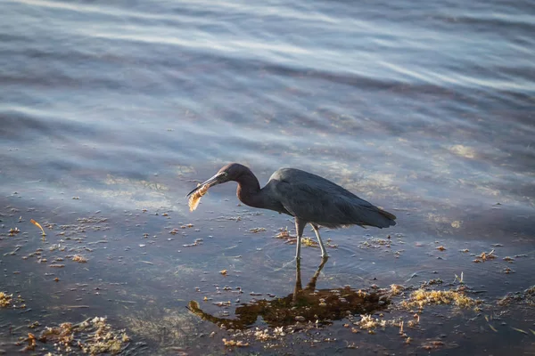 Florida Key Largo 'da karides yakalayan üç renkli balıkçıl.