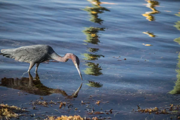 Üç renkli balıkçıl suda yüzüyor.
