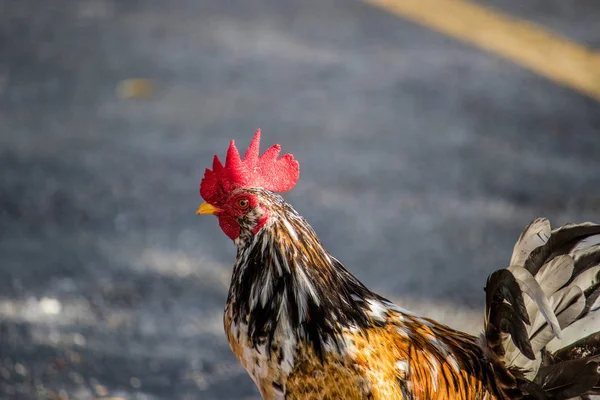 Rooster in the parking lot