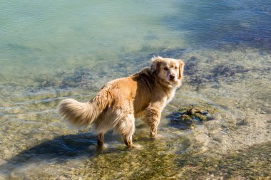 Tatlı golden retriever ve ördek roller karışık köpek güneşli bir günde suda oynuyorlar.