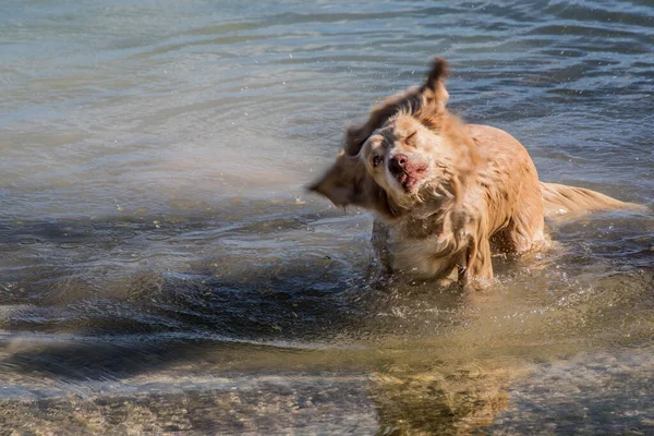 Golden Retriever Und Entenroller Mischlingshund Schütteln Wasser Ozean — Stockfoto