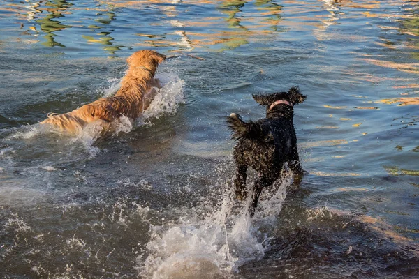 Golden Retriever Och Portugisisk Vattenhund Som Leker Havet Solig Dag — Stockfoto