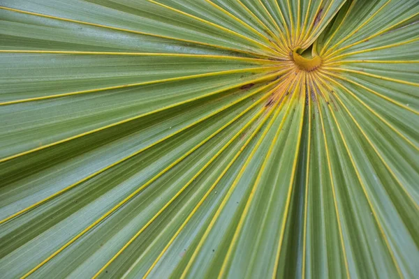 close up of palm leaves at Windley Key Fossil Reef Geological State Park, Florida Keys