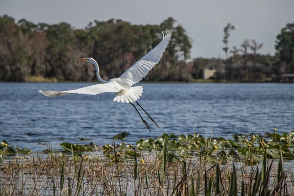 Grande Aigrette Blanche Prenant Son Envol Lac Whippoorwill Koa Orlando — Photo