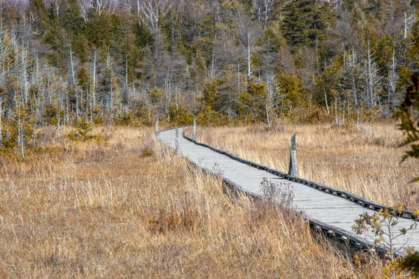 Holzpromenade Naturlehrpfad Durch Feuchtgebiete Bei Oliphant Ontario Kanada Einem Sonnigen — Stockfoto