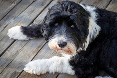 Black and white Portuguese Water dog laying on a wood deck outside clipart