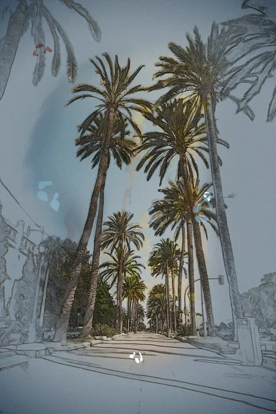 Palmen in Palma de Mallorca — Stockfoto