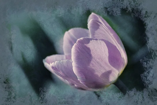 鮮やかな紫チューリップ, マクロ, 春 — ストック写真