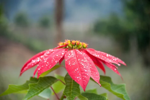Gran flor roja de poinsettia —  Fotos de Stock