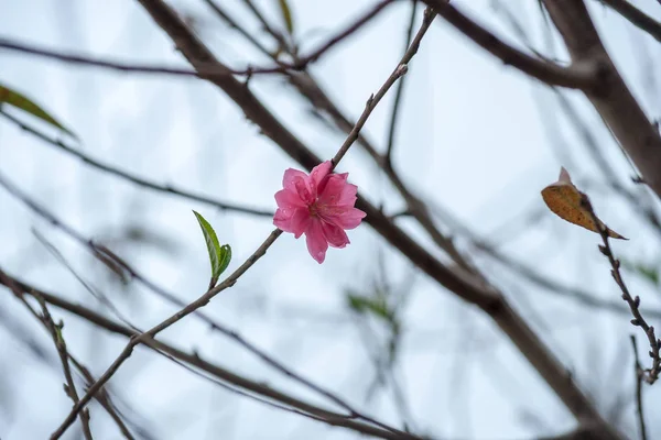 Flores na primavera. Floração de ameixa na primavera , — Fotografia de Stock