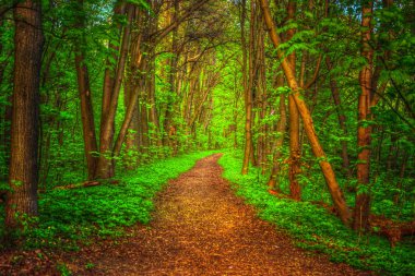sonbahar manzarası. Park Güz.