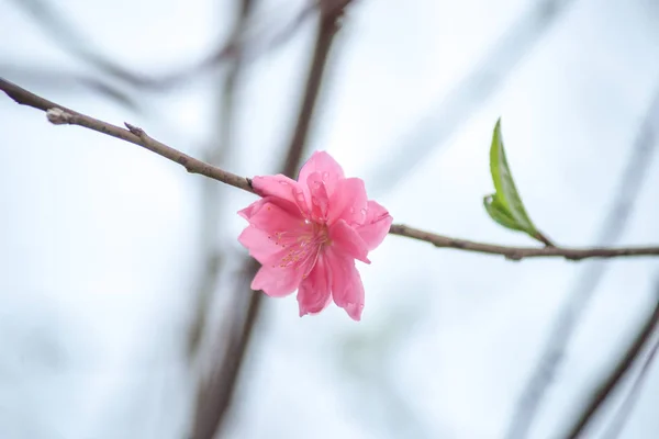 Fleurs au printemps. Floraison des pruniers au printemps , — Photo