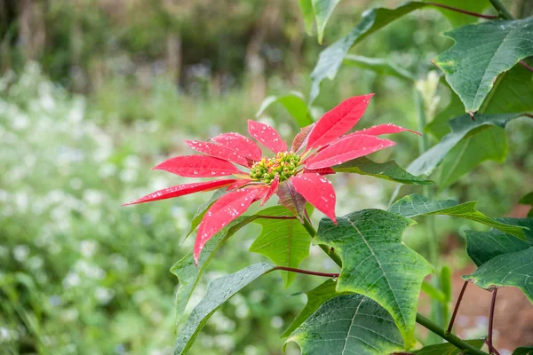 Big red flower of poinsettia — Stock Photo, Image