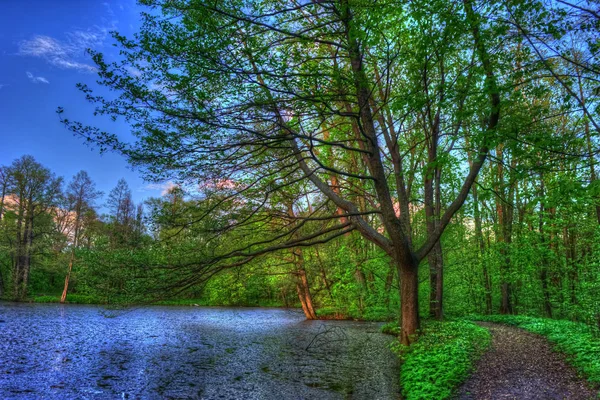 여름 풍경입니다. 호수 주변에 녹색 나무. — 스톡 사진