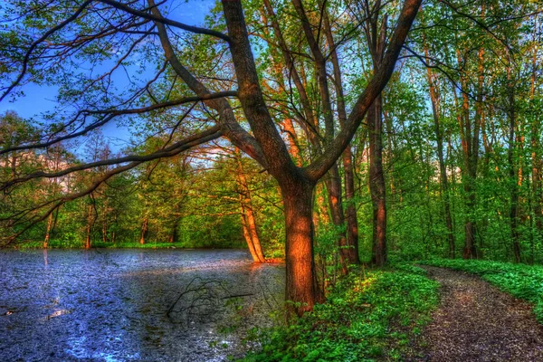 Sommerlandschaft. grüne Bäume rund um den See. — Stockfoto