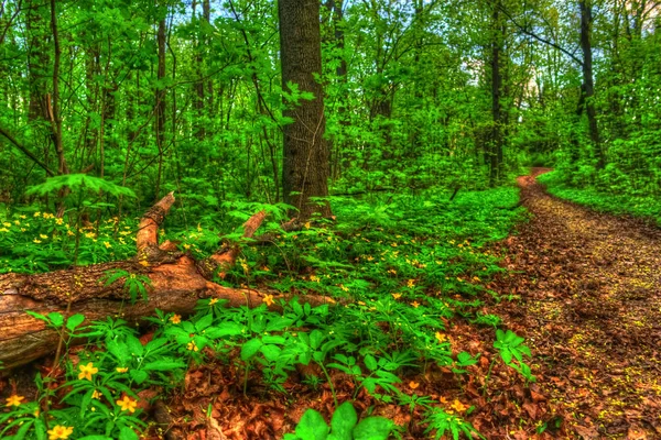 Paesaggio autunnale. Parco in autunno . — Foto Stock