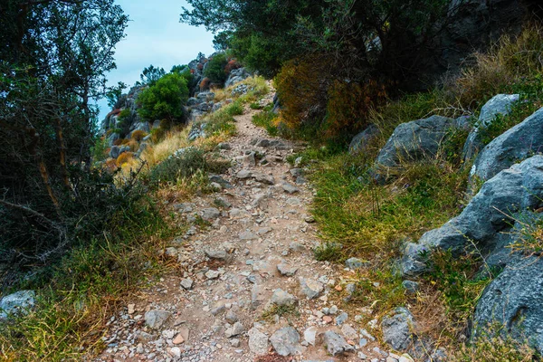 Paisagem com árvores e pedras . — Fotografia de Stock