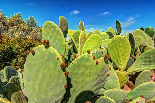 Cactus plant, Prickly pear cactus close up, cactus spines,