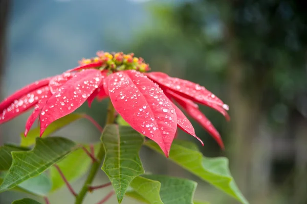 Gran flor roja de poinsettia —  Fotos de Stock