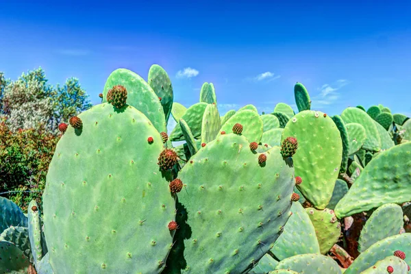 Cactus plant, Prickly pear cactus close up, cactus spines,