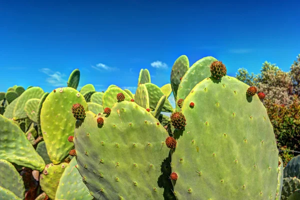 Planta de cactus, cactus de pera espinosa de cerca, espinas de cactus , —  Fotos de Stock