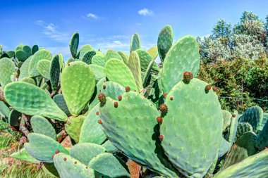 Kaktüs bitki, kadar kaktüs dikenleri yakın kaktüs inciri