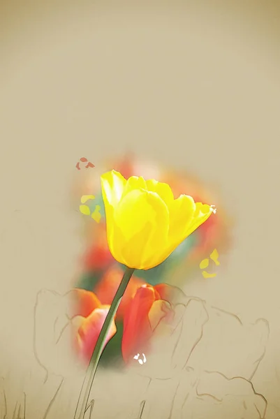 Yellow tulip surrounded by red tulips — Stock Photo, Image