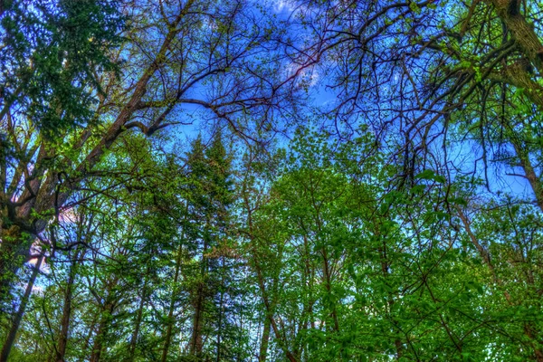 绿色的森林。绿色的叶子的树 — 图库照片