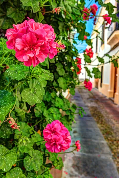 色とりどりの花で飾られた美しい白い壁 — ストック写真