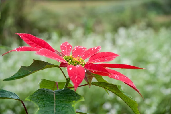 Big red flower of poinsettia — Stock Photo, Image