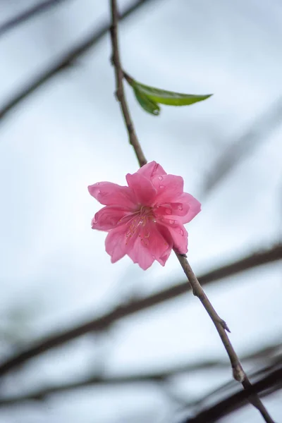 春の花。春の花梅, — ストック写真