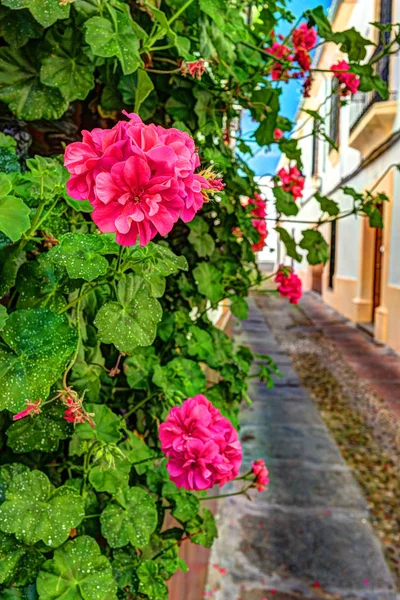 色とりどりの花で飾られた美しい白い壁 — ストック写真