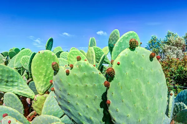 Cactus plant, Prickly pear cactus close up, cactus spines,