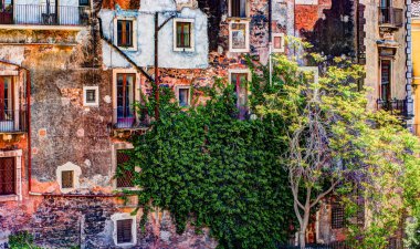 Kırmızı eski tuğla duvar ile windows ve yeşil sarmaşık