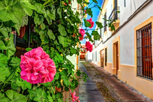 Vackra vita väggar dekorerade med färgglada blommor — Stockfoto