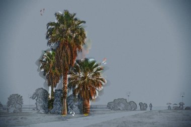 Palmiye ağaçları Palermo Sahili güzel güneşli gün boyunca.