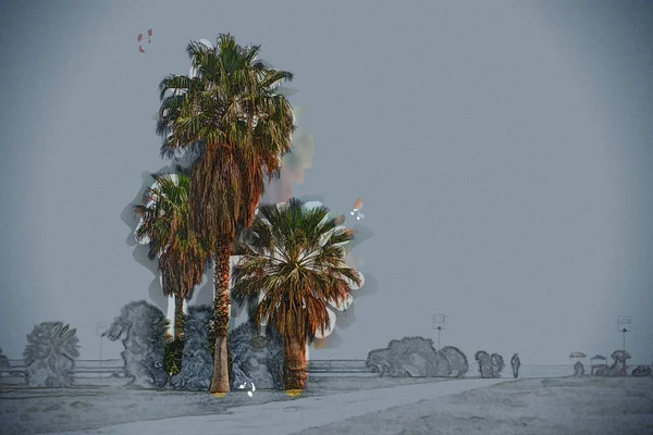 Palmiye ağaçları Palermo Sahili güzel güneşli gün boyunca.