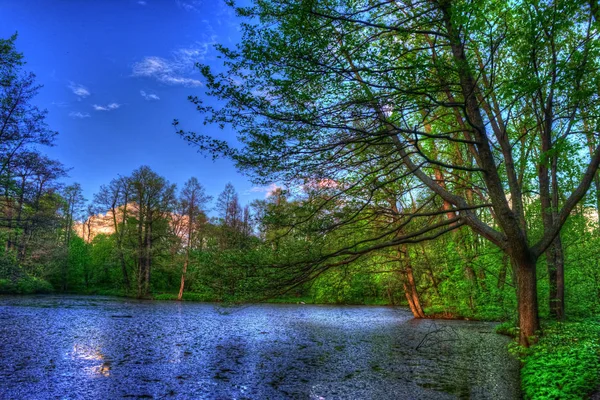 Летний пейзаж. Зеленые деревья вокруг озера . — стоковое фото