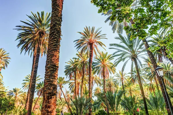 Palmieri într-o stațiune tropicală la o zi frumoasă însorită . — Fotografie, imagine de stoc